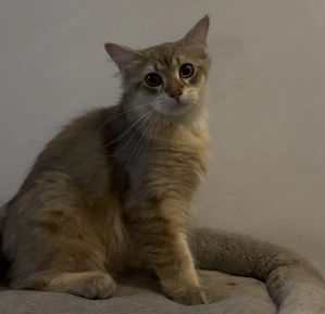 Băieți british longhair - imagine 4