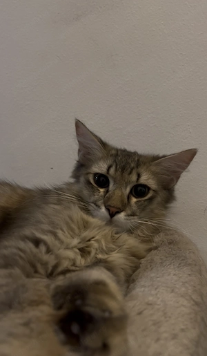 Băieți british longhair