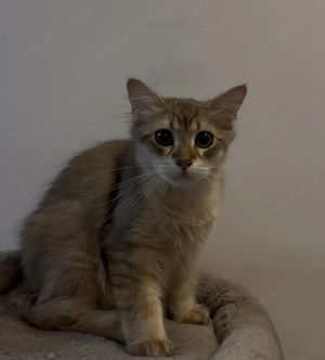 Băieți british longhair - imagine 5
