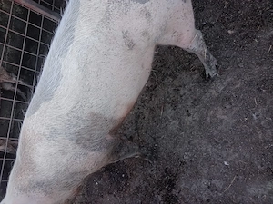Vind porc de carne,pietrean 150kg