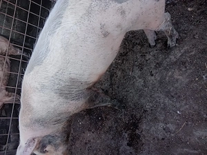 Vind porc de carne,pietrean 150kg - imagine 2