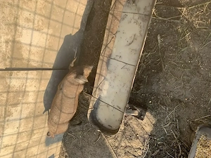 Vand 2 purcei de mangalita de 6 saptamani