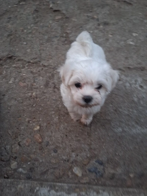 Fetițe Bichon 