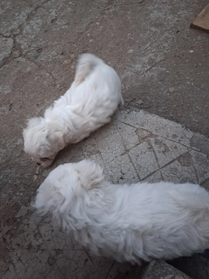 Fetițe Bichon  - imagine 2