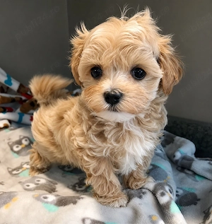 Maltipoo Mini Toy  - imagine 2