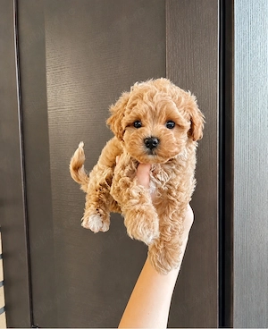 Maltipoo Mini Toy 