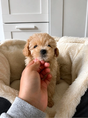 Maltipoo Mini Toy  - imagine 4