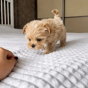 Maltipoo Mini Toy  - imagine 3