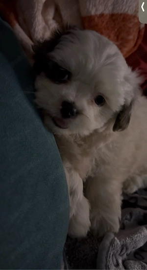 Vând pui bichon  - imagine 3
