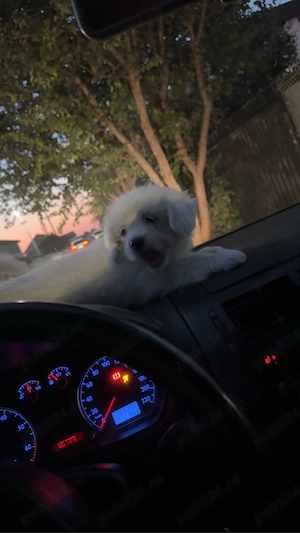 Vând pui bichon  - imagine 4