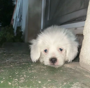 Vând puiuți bichon 