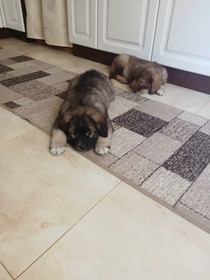 Caucazieni 2 luni,caută casa
