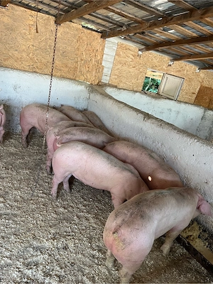 porci de carne  - imagine 2
