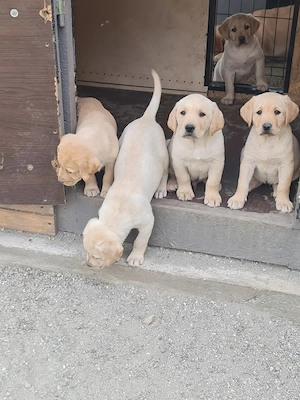 Labrador Retriever 