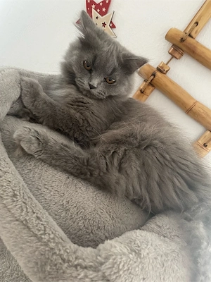 motanel superb british longhair îsi caută o nouă familie iubitoare!! - imagine 2
