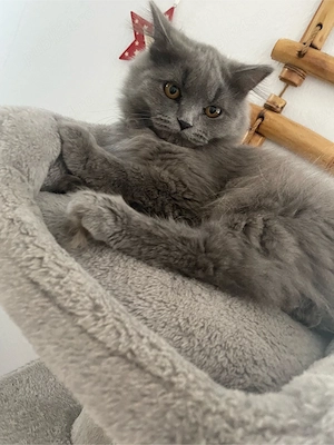 motanel superb british longhair îsi caută o nouă familie iubitoare!! - imagine 4