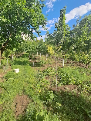 Casa pe 2 niveluri, 1216 mp teren, Tomesti - imagine 15
