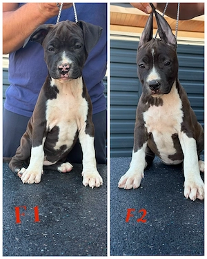 American Staffordshire Terrier ( Amstaff)  - imagine 2