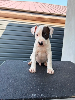 American Staffordshire Terrier ( Amstaff)  - imagine 3