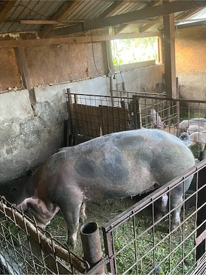 scroafa pt sacrificat sau ținut - imagine 2