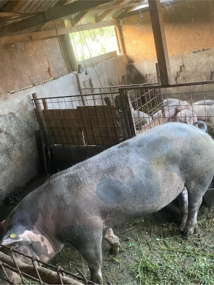 scroafa pt sacrificat sau ținut