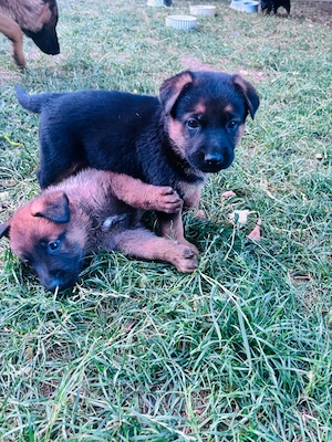 Pui Ciobănesc Malinois x Ciobănesc German - imagine 3