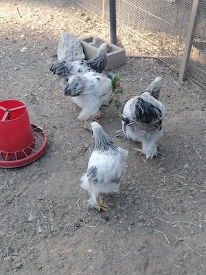 Puicute  brahma  5 luni   talie mare 
