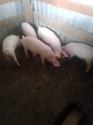 Purceii rasă Marele Alb 