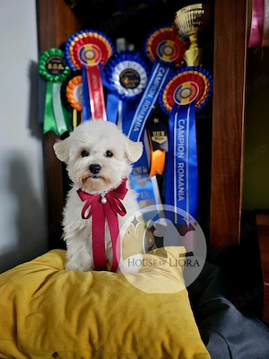 Pui bichon frisé cu pedigree AChR, din părinți cu rezultate excelente în competiții canine  - imagine 10