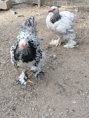 Puicute Brahma 5 luni talie mare