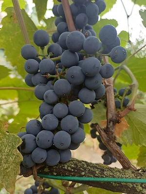 vand struguri pt vin
