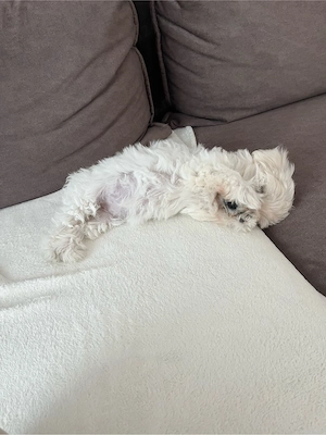 Bichon Maltez  - imagine 2