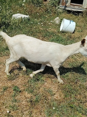 Vând iada metis