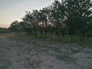 Fermă, Casă la țară. Poiana, Constanța  - imagine 5
