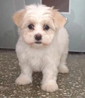 maltipoo baietel 2 luni vaccinat 