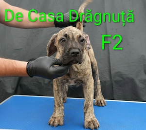 Pui Presa Canario Dogo cu Pedigree Canisa Giurgiu femela