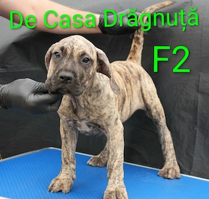 Pui Presa Canario Dogo cu Pedigree Canisa Giurgiu femela - imagine 2