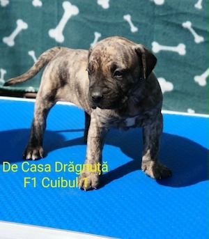 Pui Presa Canario Dogo cu Pedigree Canisa Giurgiu femela - imagine 3