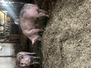 Porci vanzare de prăsilă sau sacrificat  - imagine 2