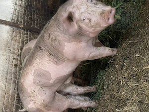 Porci vanzare de prăsilă sau sacrificat  - imagine 3