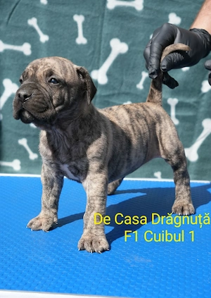 Pui Presa Canario Dogo cu Pedigree Canisa Giurgiu femela - imagine 4