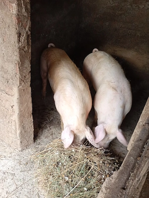 Vand 2 Porci vieri Giurgiu 120kg reproducere