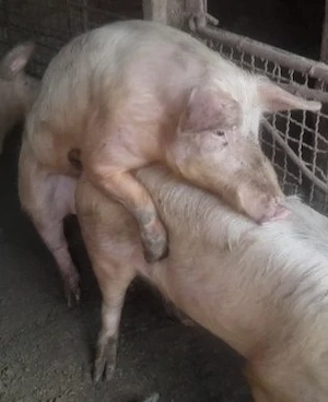 Vand 2 Porci vieri Giurgiu 120kg reproducere - imagine 5