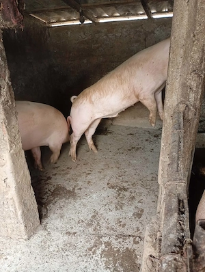 Vand 2 Porci vieri Giurgiu 120kg reproducere - imagine 4