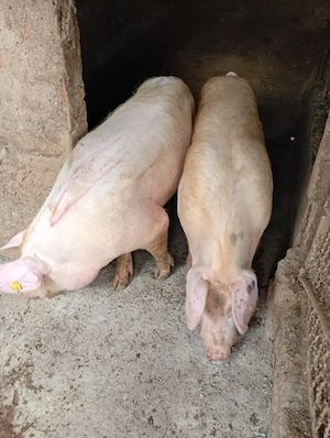 Vand 2 Porci vieri Giurgiu 120kg reproducere