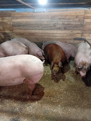 porci de vanzare