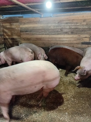 porci de vanzare - imagine 2