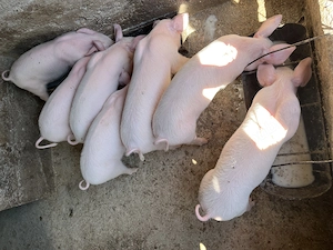 Vând porci, aceștia au 10 săptămâni 
