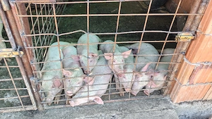 vând purcei în vârstă de 8 săptămâni  - imagine 2