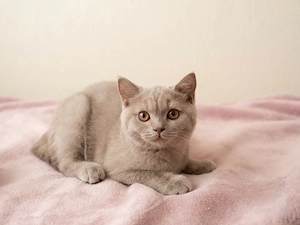 3 pui de blană British Shorthair, în căutarea unei familii iubitoare! - imagine 4